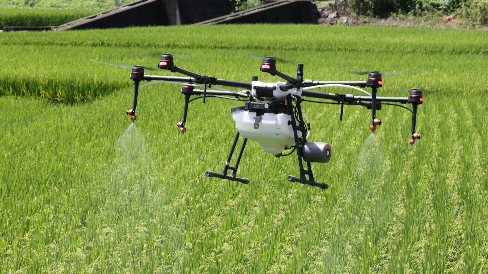 ドローンで田んぼに農薬をまく