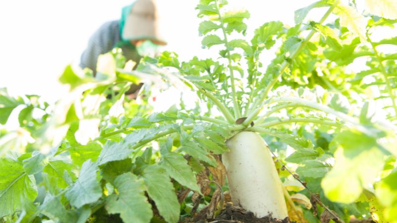 畑になっている大根