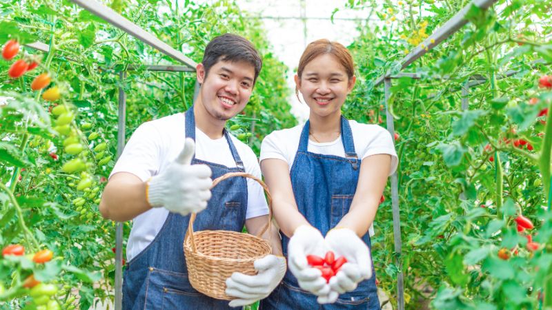 野菜を収穫する農家の写真