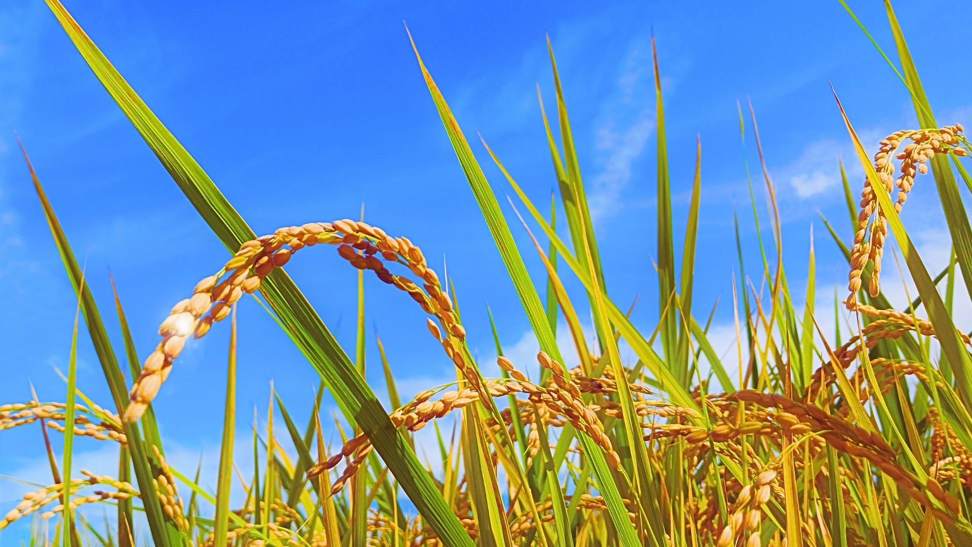 青空のもとで実る稲穂